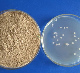 微生物肥料 讓農作物的“根”系綻放潛能
