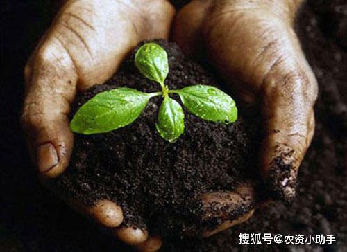 土壤調(diào)理指南 土壤“生病”后如何科學(xué)修復(fù)？